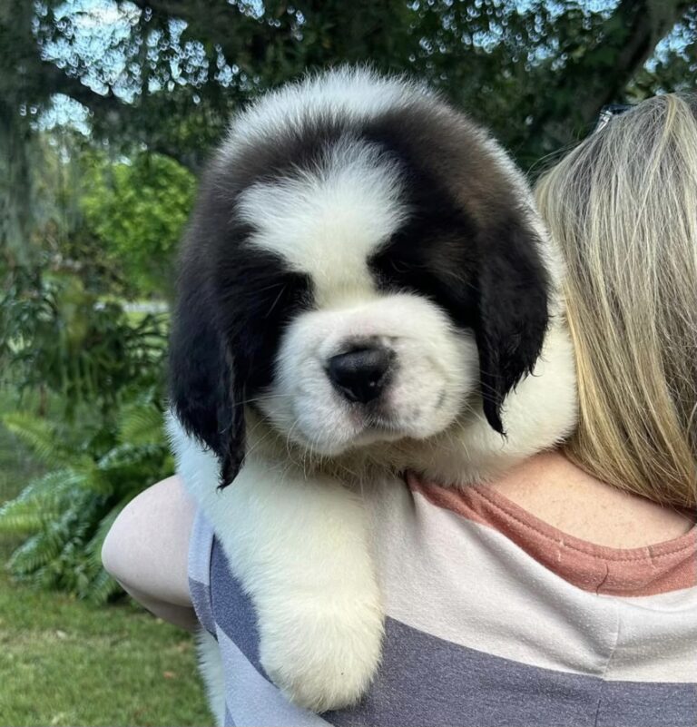 Home - Saint Bernards